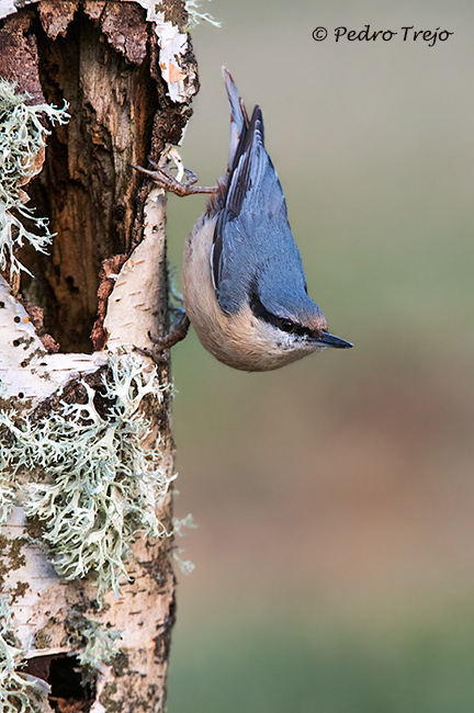 Trepador azul (Sitta europea)